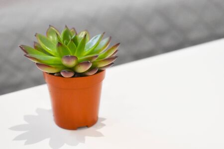 houseplant on the table in a flower pot. Single green flowerの写真素材