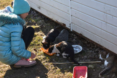 Child gives food to the cats on the street. protection of homeless animalsのeditorial素材