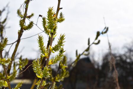 spring the first shoots of plants. Swelling of the kidneysの写真素材