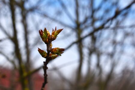 spring the first shoots of plants. Swelling of the kidneysの写真素材