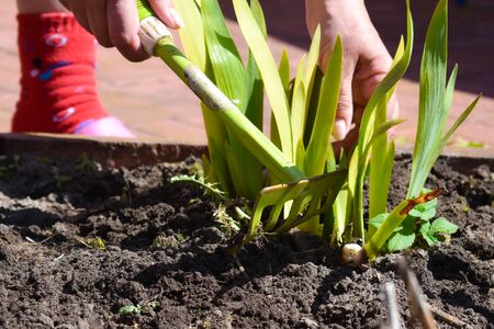 Caring for plants. Work in the garden. Agricultureure
