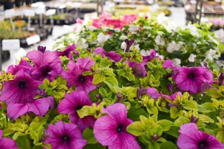 small green plants for the garden. The market for agriculture and gardenの写真素材