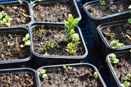 small green plants for the garden. The market for agriculture and gardenの写真素材
