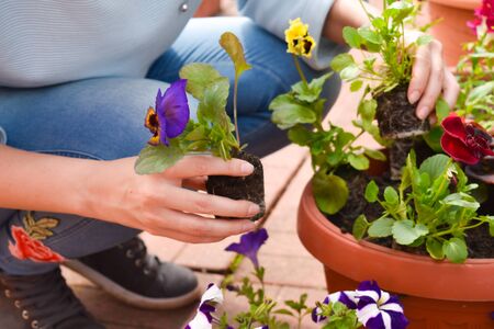 botanical leisure. Floristic activity on soil. planting of natural flowering plantsの写真素材