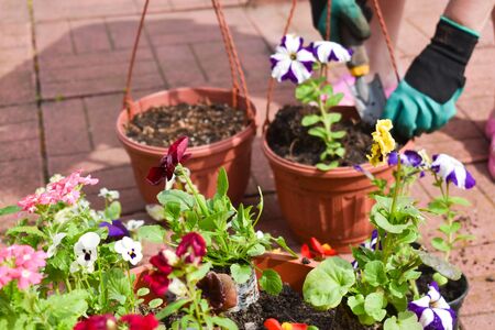 Selling floral garden flowers. Botanical market. Potted plantsの写真素材