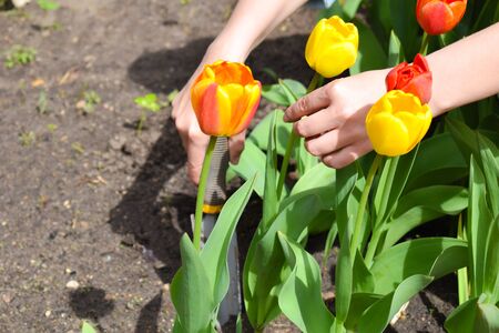 garden tools. Red tulips in the garden. horticulture in the summer on the natureの写真素材