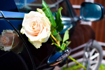 Beige fresh rose and a car. Floral background. Happy birthdayの写真素材
