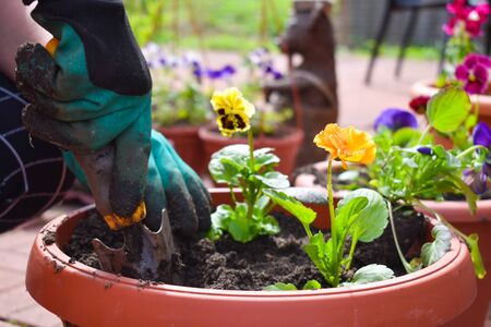 Hobby gardening. planting seedlings of garden flowers. Decorative flowers in the gardenの写真素材