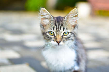 gray kitten lost on street. little cat is alone in city.