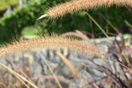 summer flowers on a flower garden round-up background. beautiful flowering plantsの写真素材