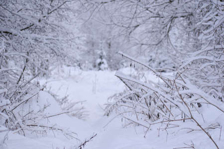 winter landscape snowy footpath in white forest. road in a frosty winter forest