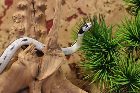 Domestic dangerous poisonous white snake. domestic hand pet snake