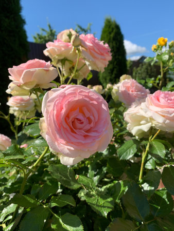 natural garden landscape in summer. flowerbed with roses in the garden. growing flowersの写真素材