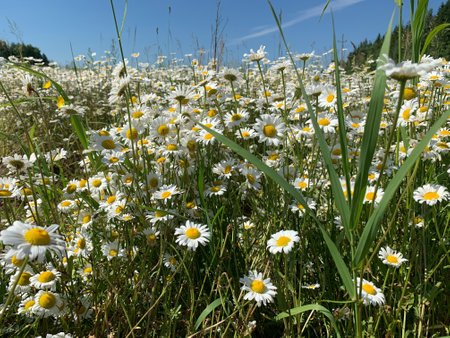 chamomile large field. wild white flowers in nature. natural landscape in summerの写真素材