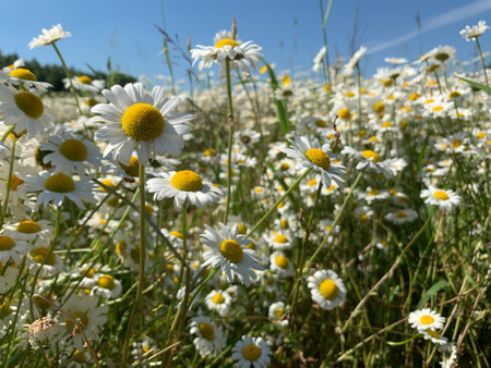 chamomile large field. wild white flowers in nature. natural landscape in summerの写真素材