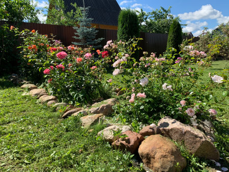 natural garden landscape in summer. flowerbed with roses in the garden. growing flowersの写真素材