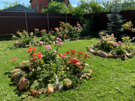 natural garden landscape in summer. flowerbed with roses in the garden. growing flowersの写真素材