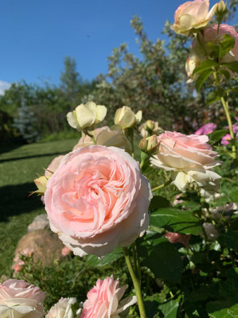 natural garden landscape in summer. flowerbed with roses in the garden. growing flowersの写真素材