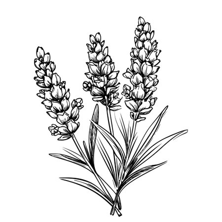 Lavender flowers. Hand-drawn vector illustration. isolated on white background.のイラスト素材