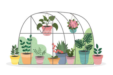 Greenhouse with indoor flowers in colorful pots. Flat style. Vector illustration.のイラスト素材