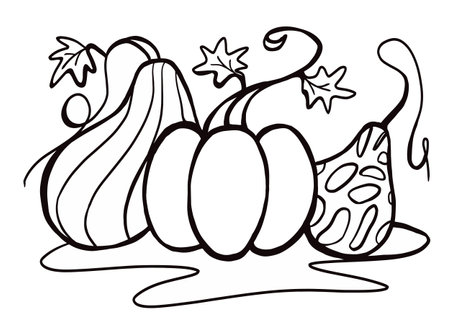 Graphic vector black and white image of three pumpkins for coloring, badge, packaging. Stylized autumn pumpkins for Thanksgiving, Halloween, harvest holidays. Doodling by handのイラスト素材