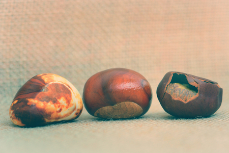 Three brown chestnuts evolutionの写真素材