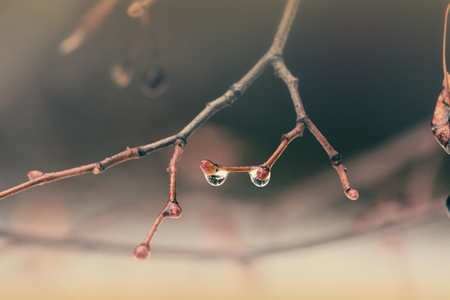 Two water drops on a tree twigの写真素材