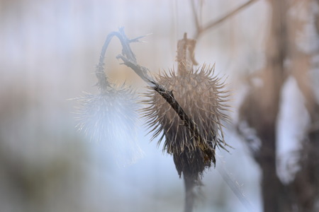 Dry thistle double exposureの写真素材