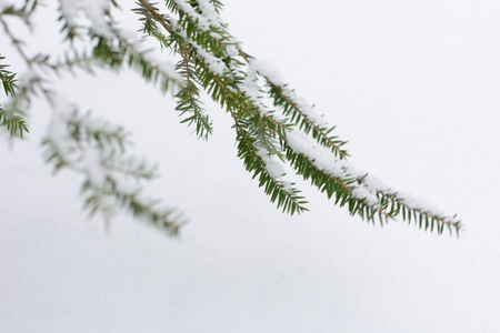 Winter fir tree in snowの写真素材