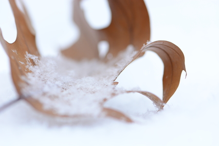 Dry brown oak leaf in white snowの写真素材