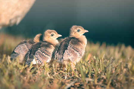 Baby peacocks standing in line