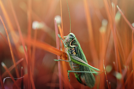 Abstract locust in grass