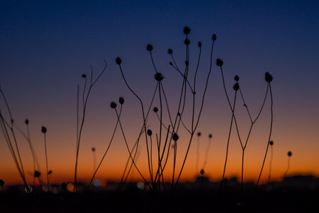 sunset in the field, grass silhouette in the city park with a orange anf blue gradient backgroundの写真素材