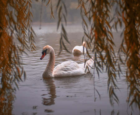 Swan on the lakeの写真素材