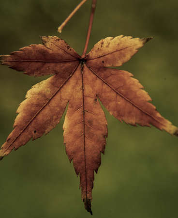 Autumn marble leaves on the tree