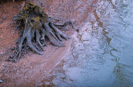 Close up of a trunk half lakeの写真素材