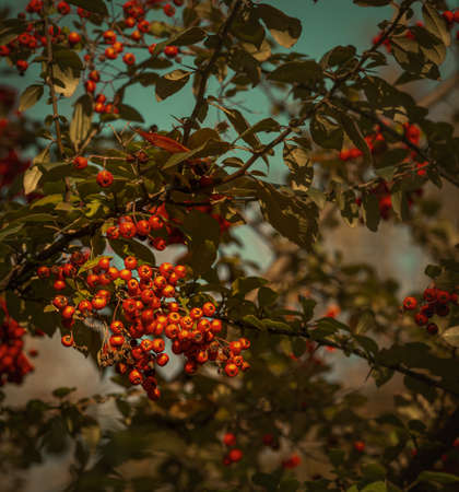 Red berries on a tree , hawthorn