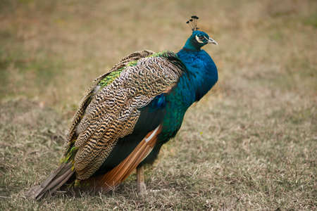 colorful Peacock in the parkの写真素材