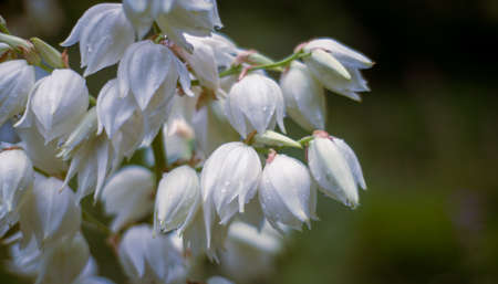 Yucca Spanish dagger flowersの写真素材