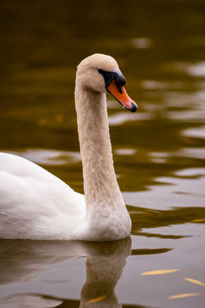 Mute Swan (Cygnus olor). Showing orange coloured iron staining to plumage on the head. Accumulates as bird forages with head reaching underwater seeking food, from iron oxide particles within the mud.の写真素材
