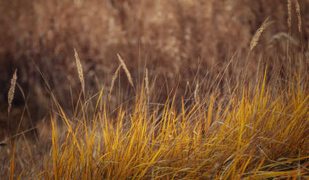 Golden wheat field in summer, Grass in the windの写真素材