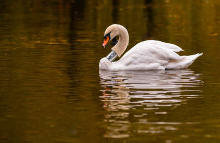 Mute Swan (Cygnus olor). Showing orange coloured iron staining to plumage on the head. Accumulates as bird forages with head reaching underwater seeking food, from iron oxide particles within the mud.の写真素材
