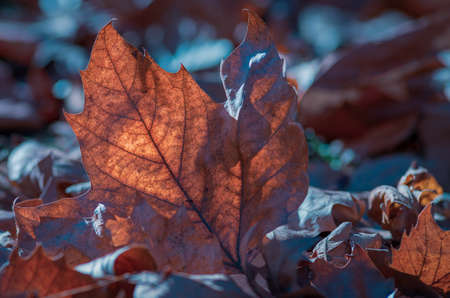 Autumn leaves on the ground Maple leave treeの写真素材