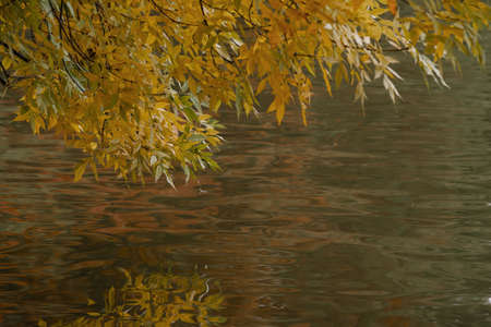 Autumn leaves on the waterの写真素材
