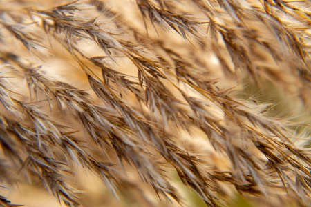 Golden wheat field in summer, Grass in the windの写真素材