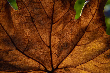 Autumn leaves on the ground Maple leave treeの写真素材