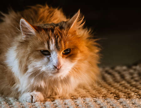 red  Cat Lying with kind eyes on isolated dark Backgroundの写真素材
