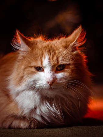 red  Cat Lying with kind eyes on isolated dark Backgroundの写真素材