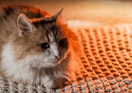 red  Cat Lying with kind eyes on isolated dark Backgroundの写真素材