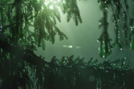 green Fir in the fog at night, winterの写真素材